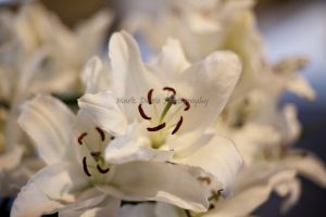 lillies 5.jpg